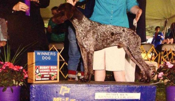 Riddick Mayer Von Vormund Haus | German Shorthaired Pointer 