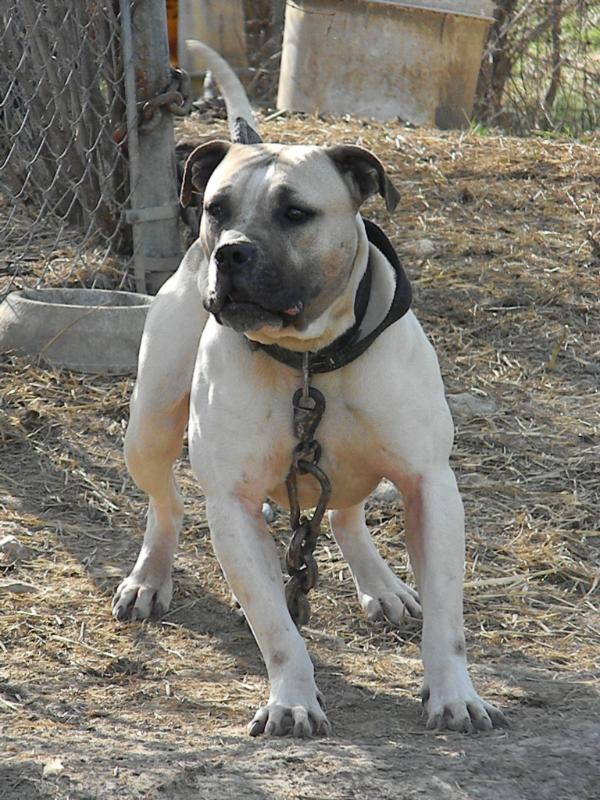 Rowe's T-MaxII | American Bulldog 