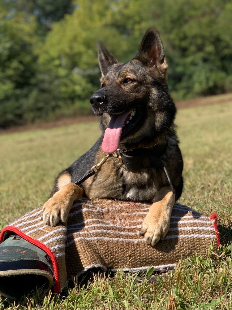 Nyx Vom Sequoyah Haus | German Shepherd Dog 
