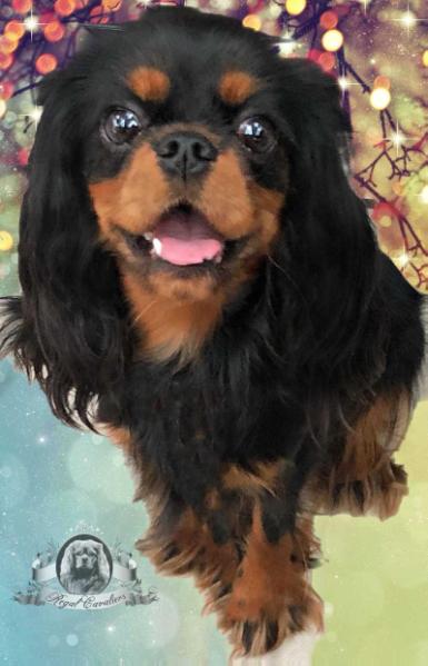 C'est La Vie Vom Erlenbacher-Hemmerich | Cavalier King Charles Spaniel 