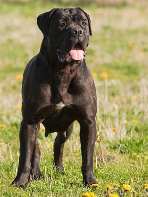 RINA HD B | Cane Corso 