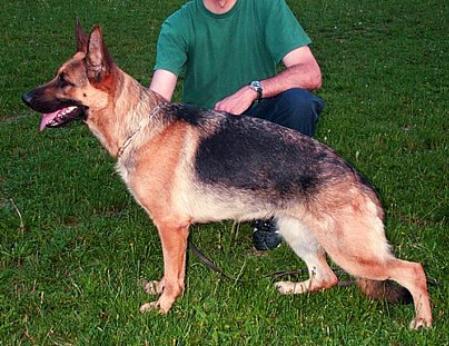 Pia vom Ortskern | German Shepherd Dog 