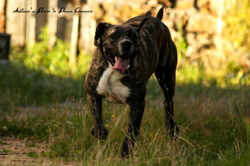 Sharingan de Presaval | Perro de Presa Canario 