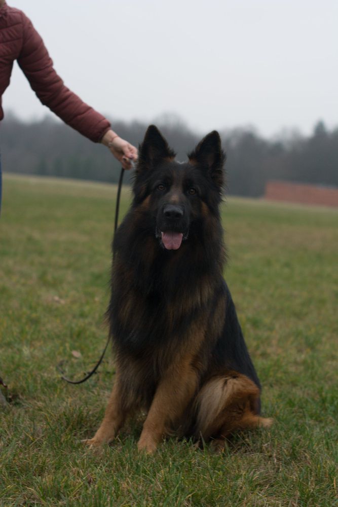 Wolfgang degli Achei | German Shepherd Dog 