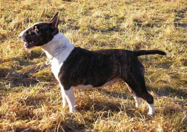 Ave Alpamaya Wild Famy | Miniature Bull Terrier 