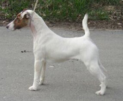 Belfox Baccarat | Smooth Fox Terrier 