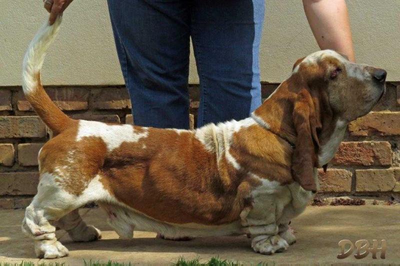 Dal Pino Italian Rosso Valentino of MiDestino | Basset Hound 