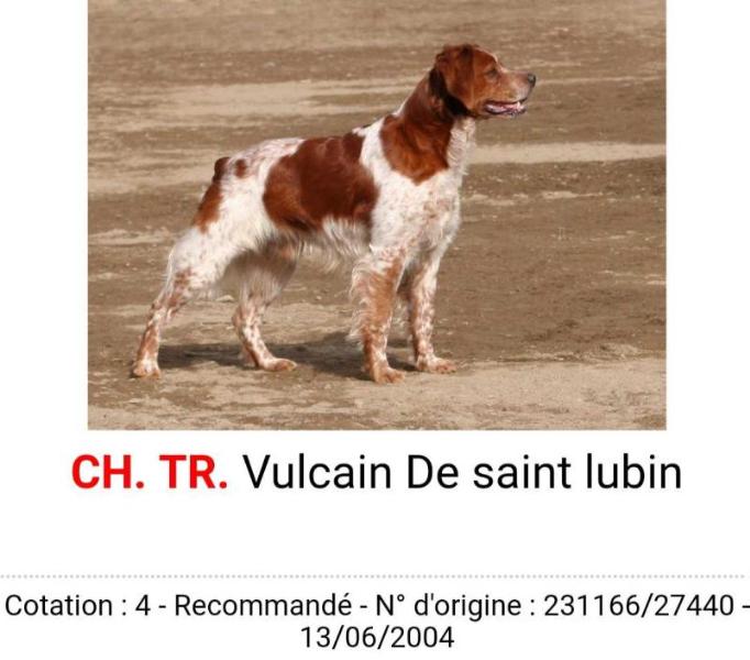 VULCAIN de Saint Lubin | Brittany 