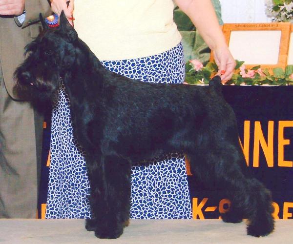 Shana's Cabernet | Standard Schnauzer 