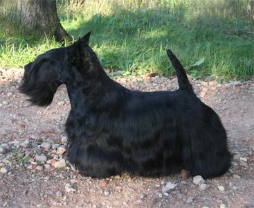 Mistings  Amulet | Scottish Terrier 