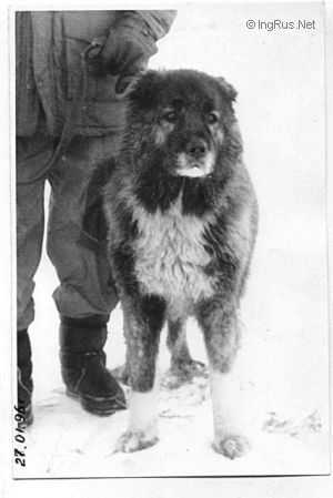 Arhis Garmi | Caucasian Mountain Dog 