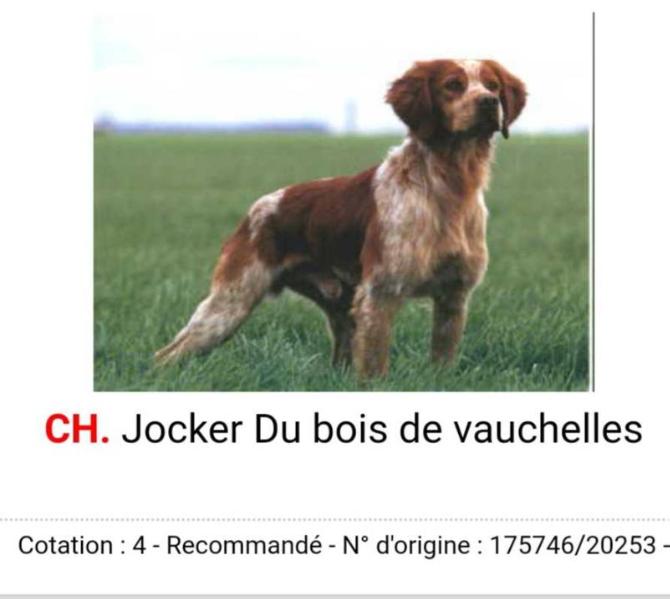 JOCKER du bois de vauchelles | Brittany 