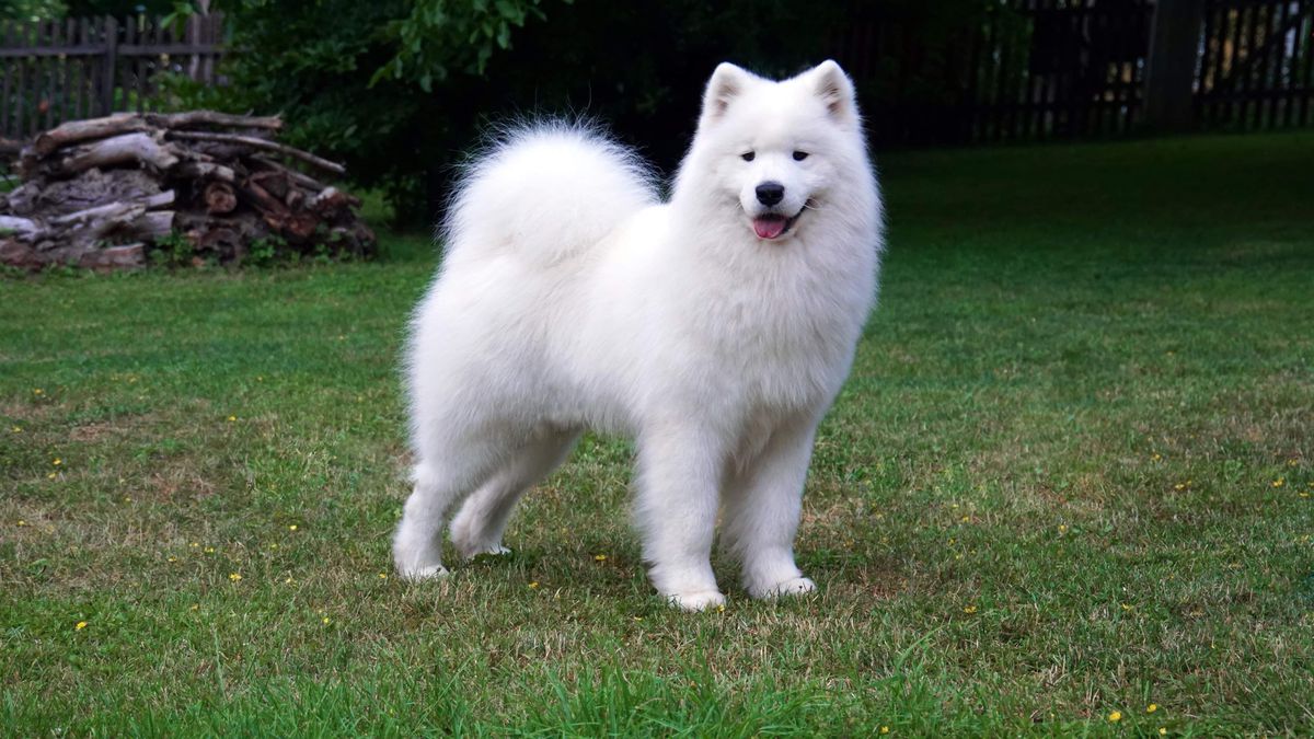 AMUNDSEN TEAM KUMIR MILLIONOV | Samoyed 