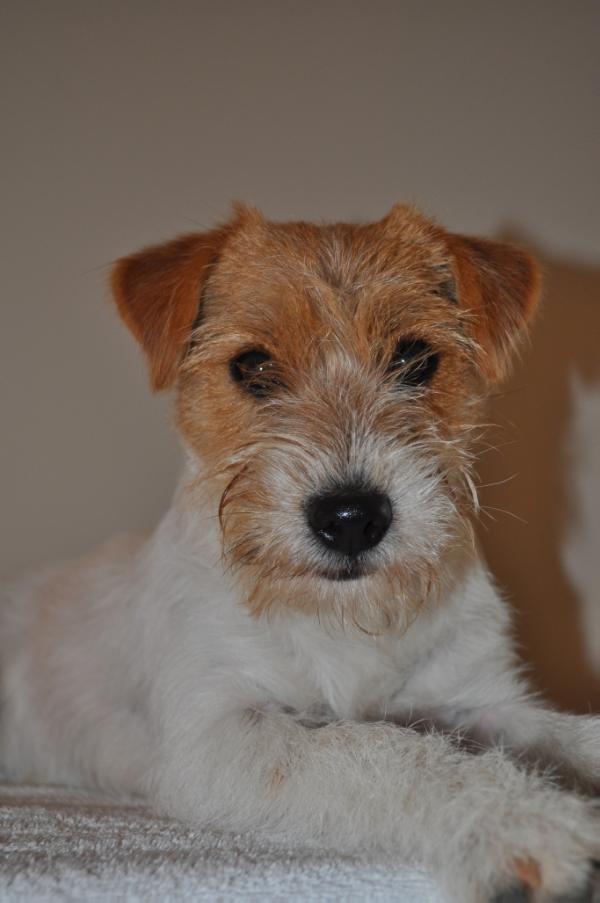 Whitetan Elsa Of Malan's Rock | Jack Russell Terrier 