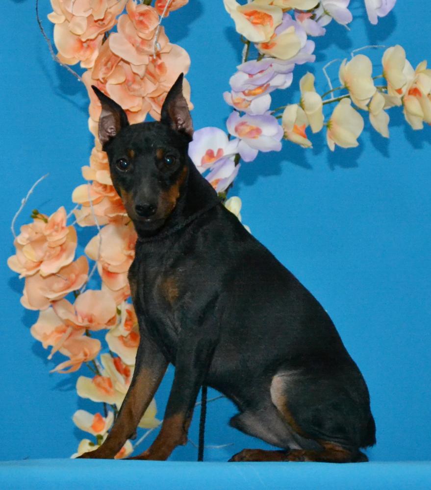 CHIKAGO CHEIZ DEL AILEND | Miniature Pinscher 