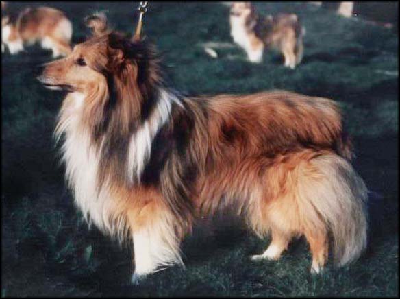 Gerry von der Nieste | Shetland Sheepdog 