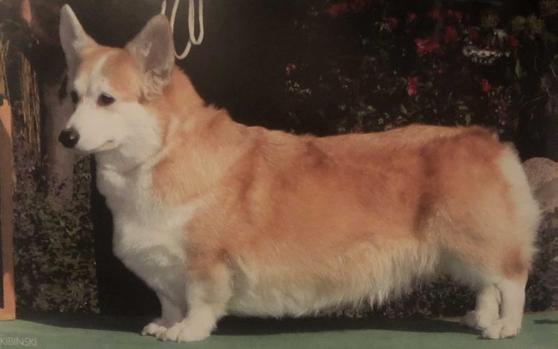 Merthry Olive Some Thoughts | Pembroke Welsh Corgi 