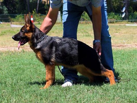 Paola I da Casa Mariotti | German Shepherd Dog 