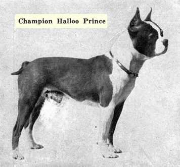 Halloo Prince | Boston Terrier 