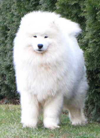 Madonna Due Di Casa Kaly | Samoyed 