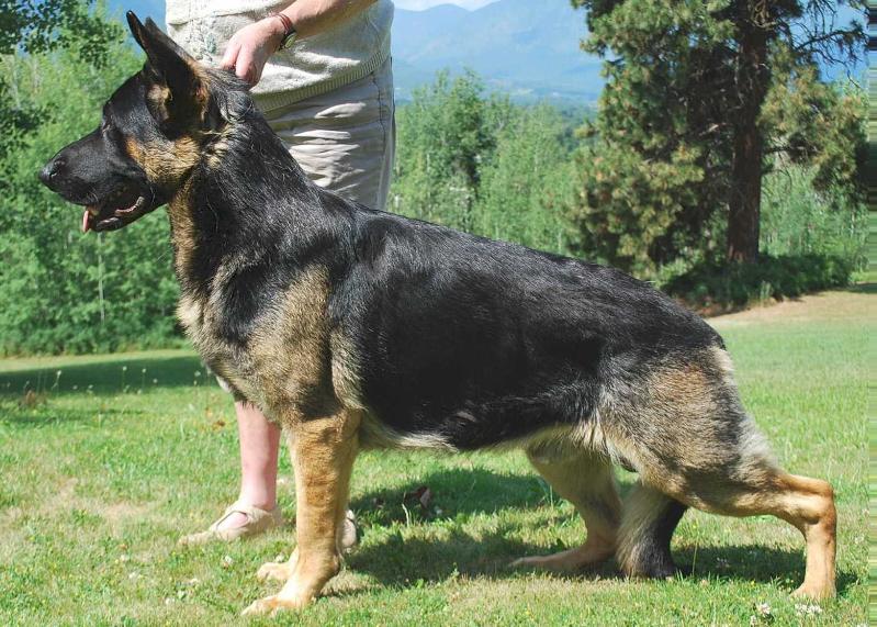 Snowycreek's Raising The Bar | German Shepherd Dog 