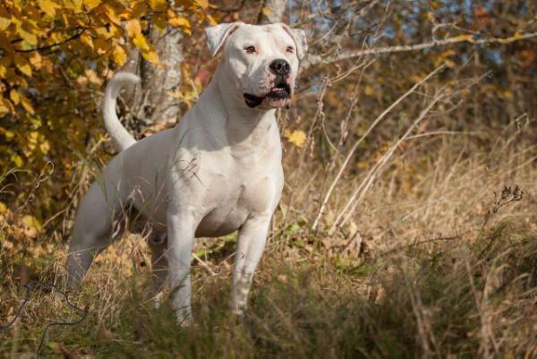 the little rascals Don´t Touch | American Bulldog 