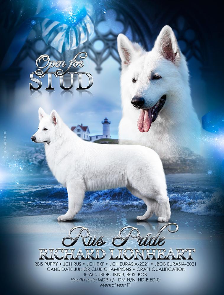 Rus Pride Richard Lionheart | White Swiss Shepherd Dog 