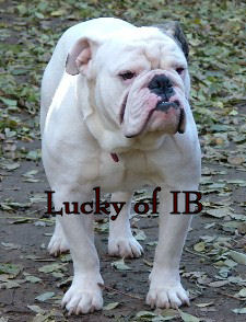 OSB's Lucky Strike of IBK | Olde English Bulldogge 