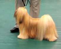 Vanderlands Glory Alle-Luya | Lhasa Apso 