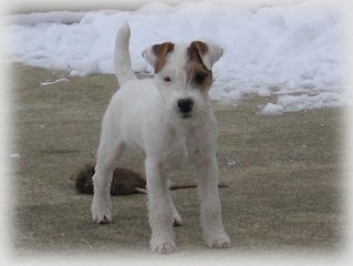 Canis Major Mercury | Jack Russell Terrier 