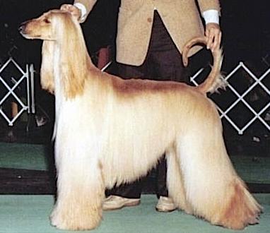 Persia's Sandrift | Afghan Hound 