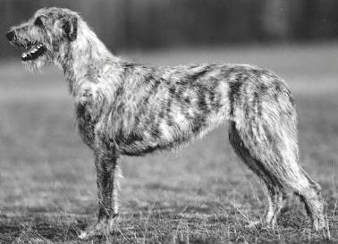 Aoibhell von den Sarrazenen | Irish Wolfhound 