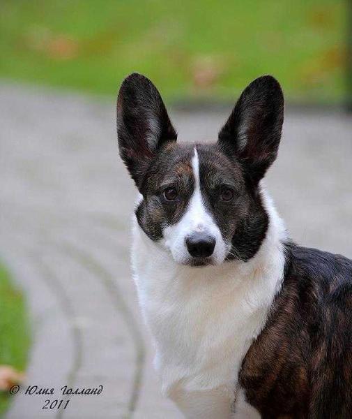 LISJA STAJA MISTERIA | Cardigan Welsh Corgi 