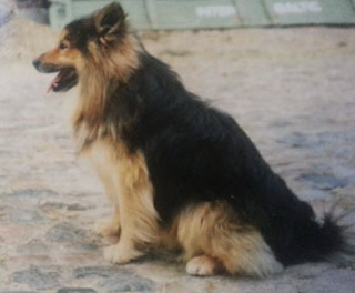 Dimmi vom Lindenhof | Icelandic Sheepdog 