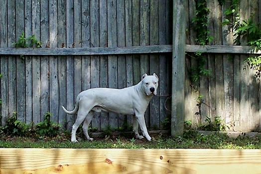 tikal-yum-kaax voodoo | Argentine Dogo 