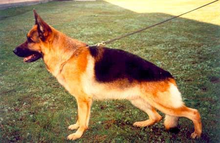 Wilko vom Haus Babilon | German Shepherd Dog 