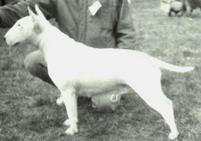 Martains little Hope | Bull Terrier 