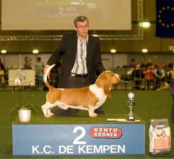 Daddy Douglas Van Grunsven | Basset Hound 