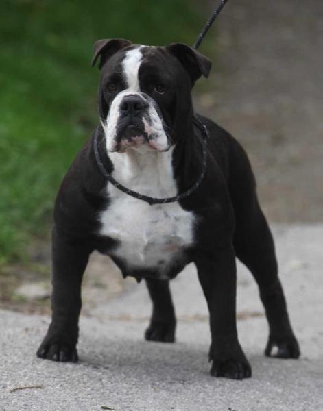 Ostergaard's Panini | Olde English Bulldogge 