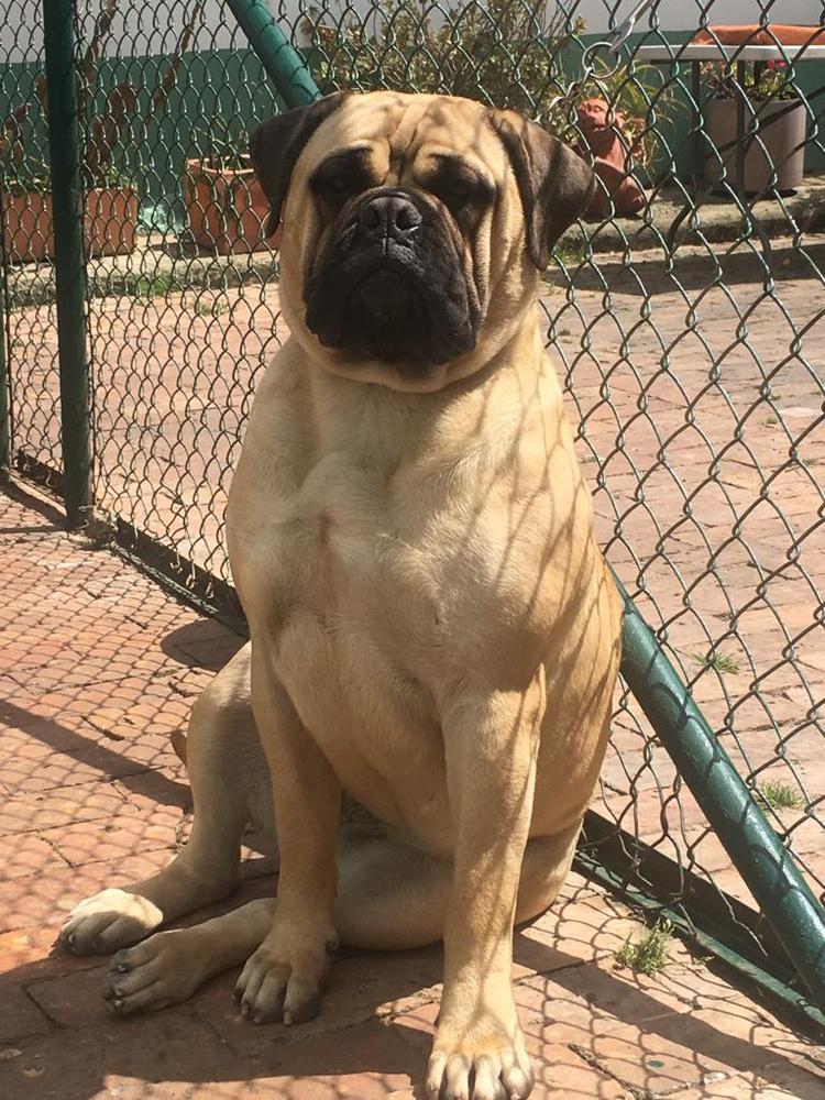 CABBERIN'S OSSA | Bullmastiff 