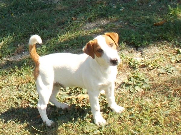 Royal di san ruffino jack diablo | Jack Russell Terrier 