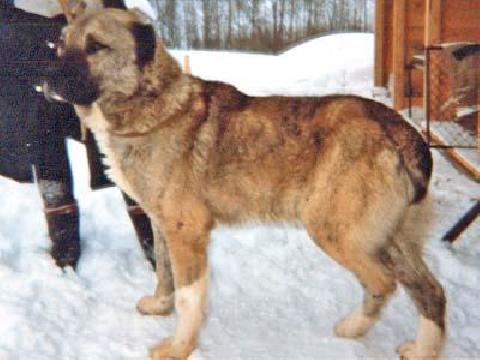 Elhan Hind Dzhivo | Central Asian Shepherd Dog 