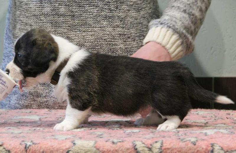 Laguna Dios Strong Style | Cardigan Welsh Corgi 