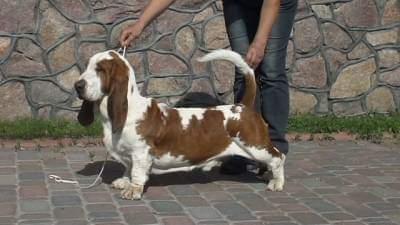 ABRAHAM the One of Mushurush | Basset Hound 