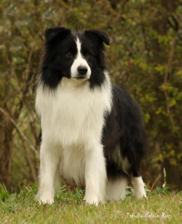 Diesel Tender Flash | Border Collie 