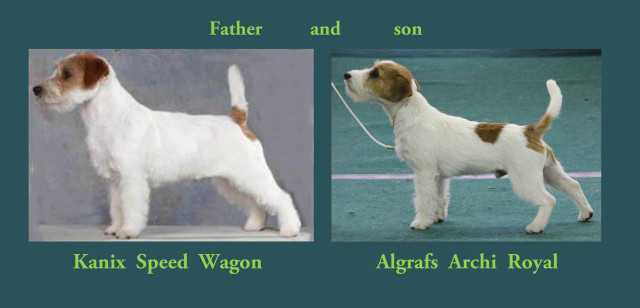 Algrafs Archi Royal | Jack Russell Terrier 