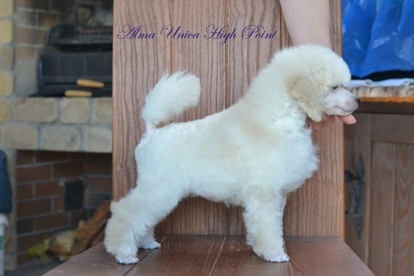 Alma Unica High Point | Poodle 