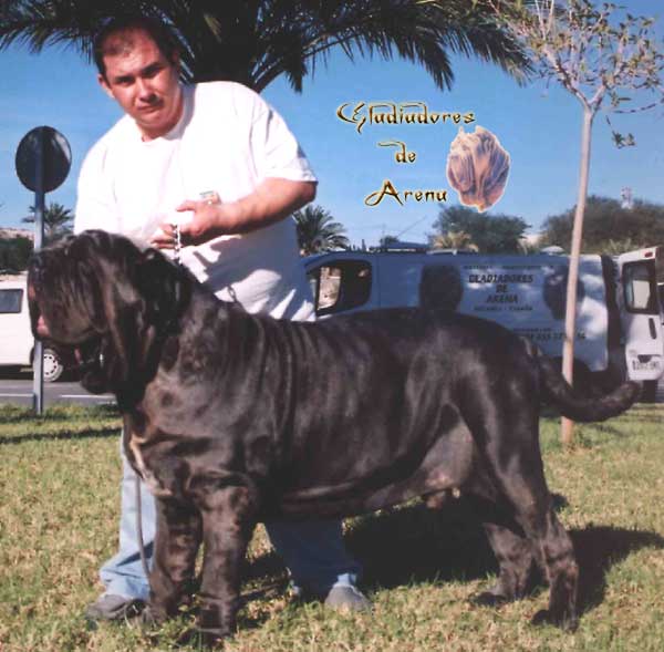 Annibale della Grotta Azzurra | Neapolitan Mastiff 