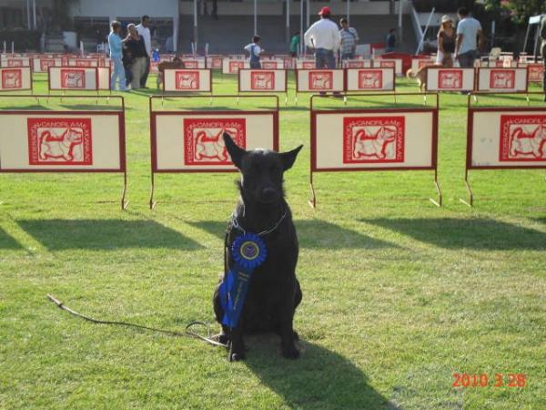 Natasha (Galindo) | Dutch Shepherd 