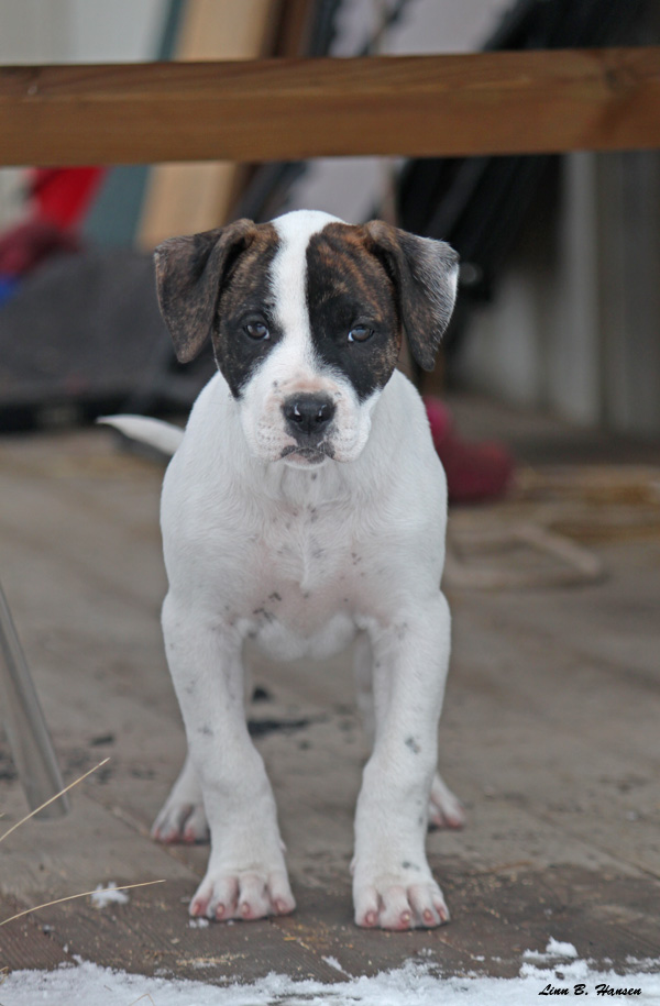 UAB's A'Charlie | American Bulldog 